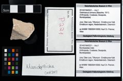 Foto (Objekt + Etikett) von Mundopsidae indet.  (NHMW-GEO-2014-0194-0221)